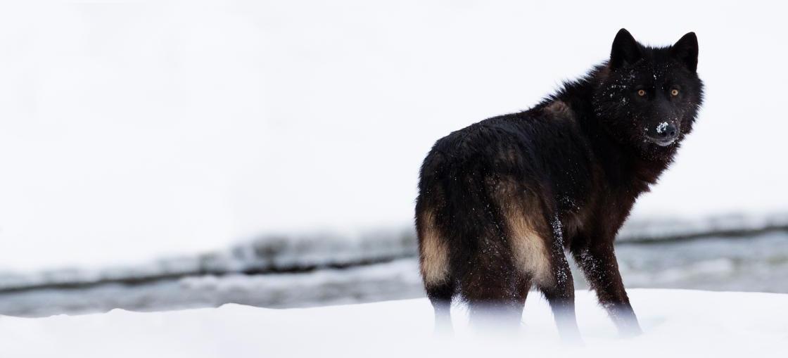 Greywolf Blacksock