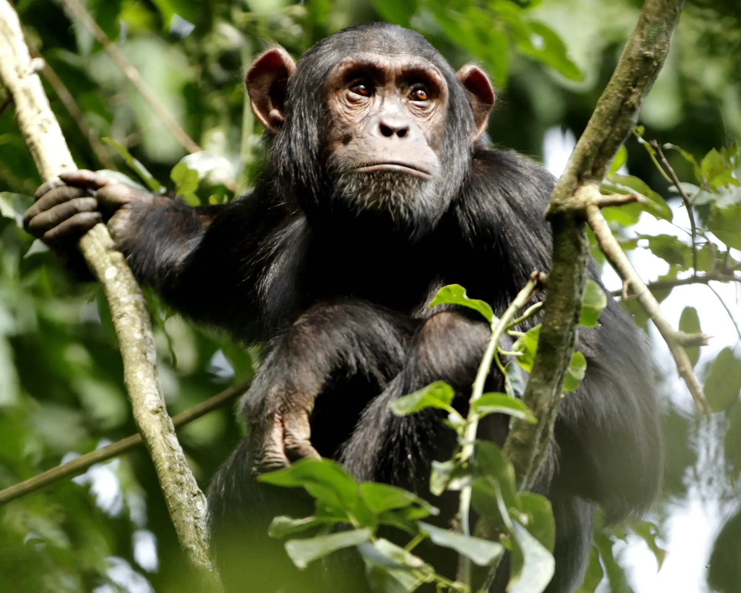 Дикий шимпанзе. Приматы шимпанзе. Шимпанзе человекообразные обезьяны. Обезьяна примат.